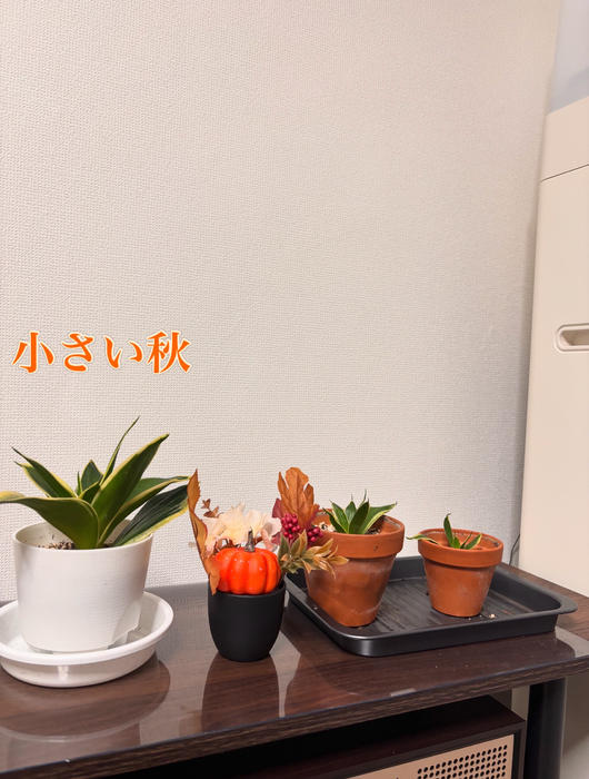 画像443